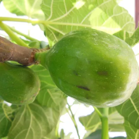 Rezort Club Barbara 3*