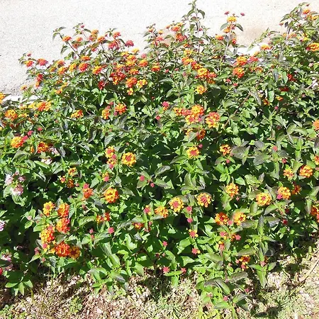 芭芭拉俱乐部之家 度假村 奥斯图尼